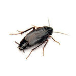 German Cockroach Identification, Habits & Threats | Batzner Pest Control