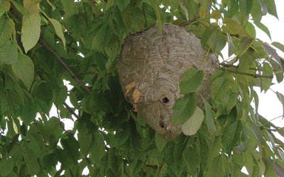 hornet nest baldfaced removal batzner faced bald cycle hornets rid