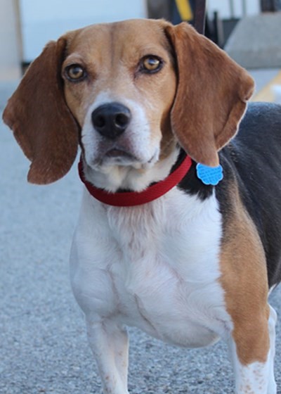 A Keen Sense Of Smell Batzner Pest Control Uses Trained Dogs To Sniff Out Bed Bugs Batzner Pest Control