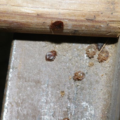 Bed Bugs Facts Infestation And Inspection Batzner Pest Control