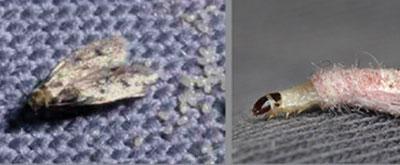 Casemaking clothes moths - Moth extermination services by Batzner Pest Control in Wisconsin