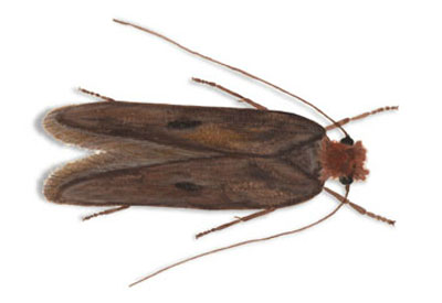 Clothes moth - Moth extermination and control services in Wisconsin by Batzner Pest Control