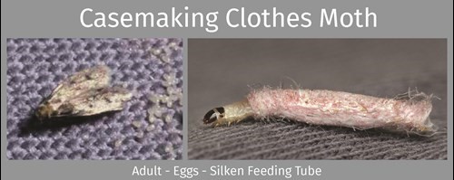 https://www.batzner.com/wp-content/uploads/2019/05/casemaking_clothes_moth.jpg