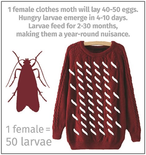 Cloth Moth Red Sweater Infographic Blogx500x530 