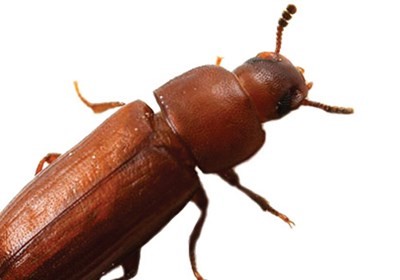 How to get rid of drugstore beetles: an expert guide