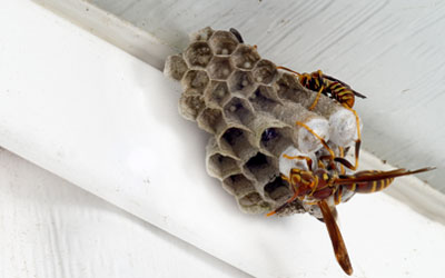 Get Rid of Paper Wasps | Control & Nest Removal | Batzner Pest Control