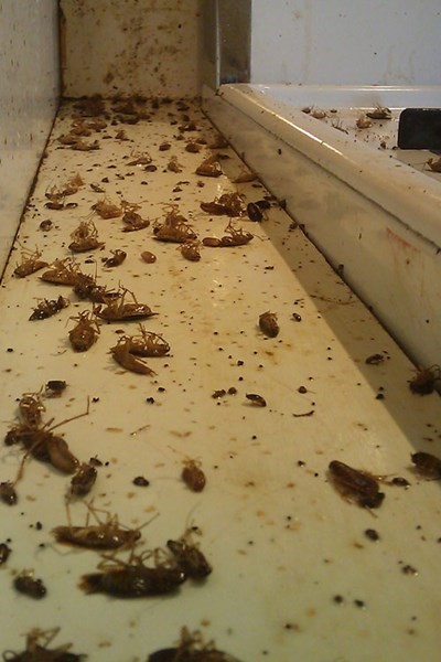 Restaurant Suffers Cockroach Infestation 500x750 