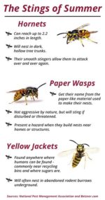 Three Stinging Insects to Avoid in Wisconsin