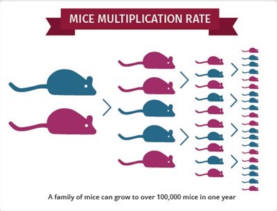 The Rapid Reproduction Rate Of Mice Batzner Pest Control