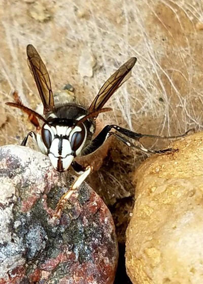 ground hornet sting