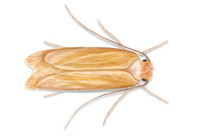 Clothes Moth - Control of Clothes Moth in Homes.