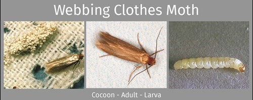 Webbing Clothes Moth 