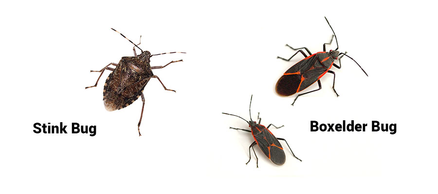 boxelder bugs