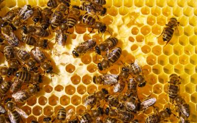 Where Do Bees Go in the Winter? - Batzner Pest Control - Pest