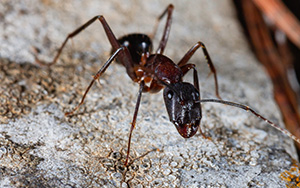 carpenter ant on tree