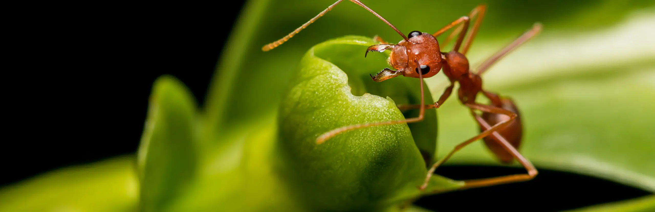 Closeup of ant ant on a leaf | Batzner Pest Control serving Wisconsin