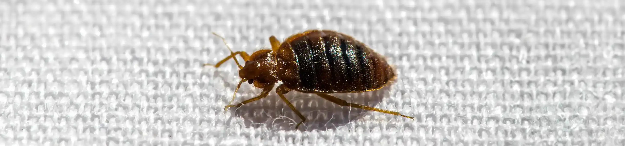 Closeup of a bed bug walking on linen | Batzner Pest Control serving Wisconsin