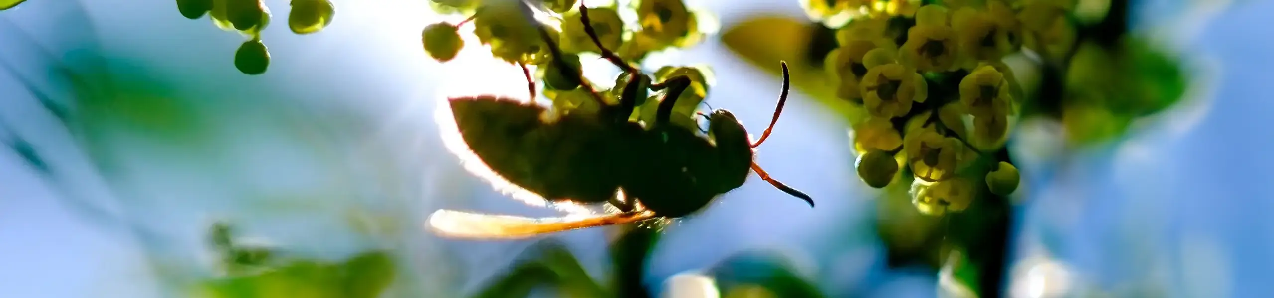 Bee hanging on a flowery branch | Batzner Pest Control serving Wisconsin