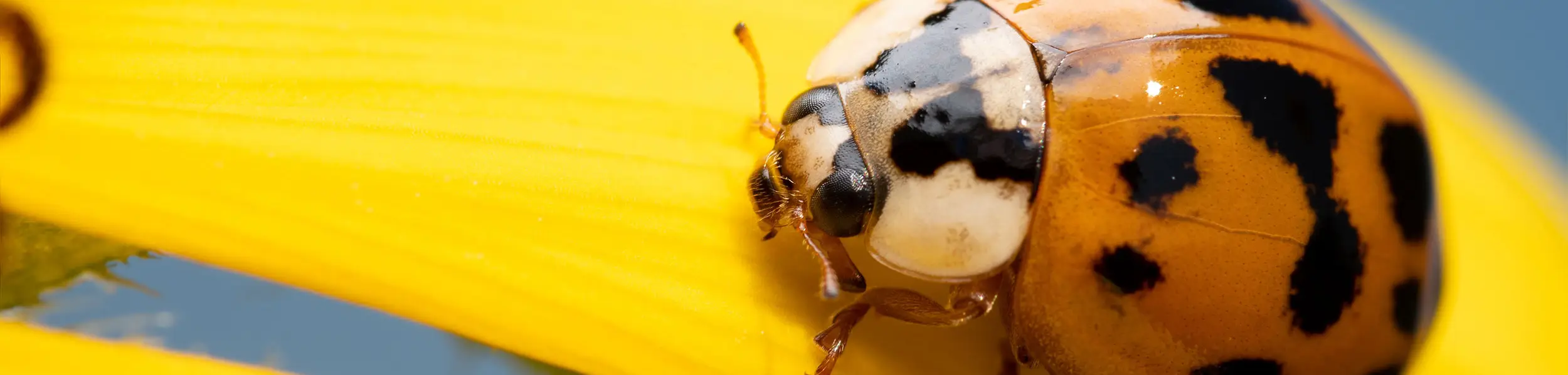 Closeup of a ladybug on a yellow flower | Batzner Pest Control serving Wisconsin