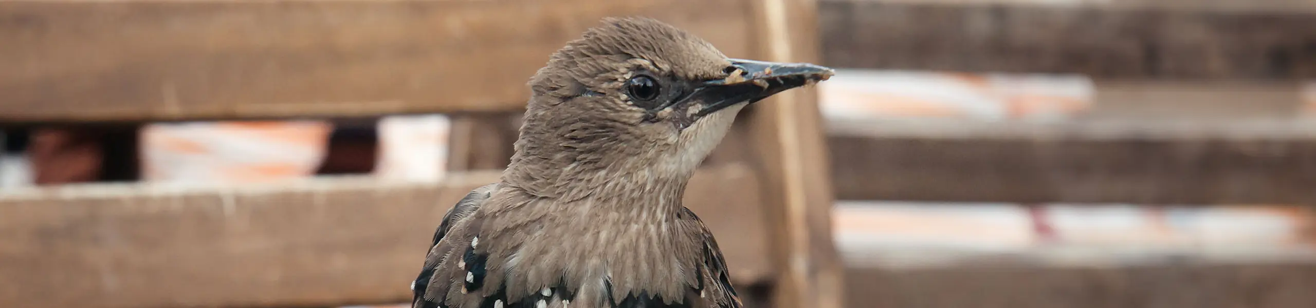 Closeup of a bird outside | Batzner Pest Control serving Wisconsin