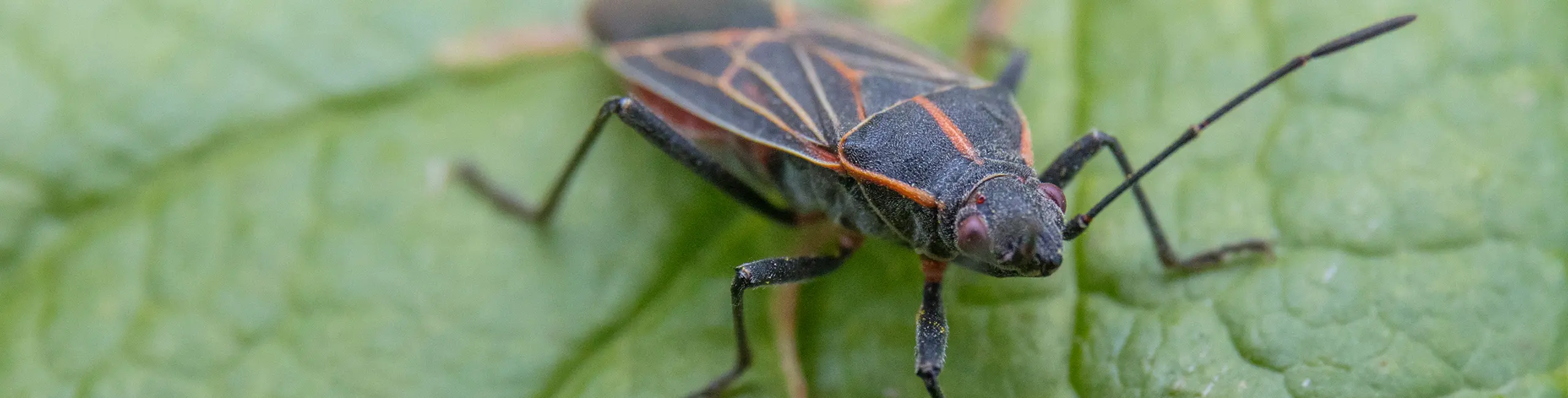 Closeup of a Boxelder bug | Batzner Pest Control serving Wisconsin