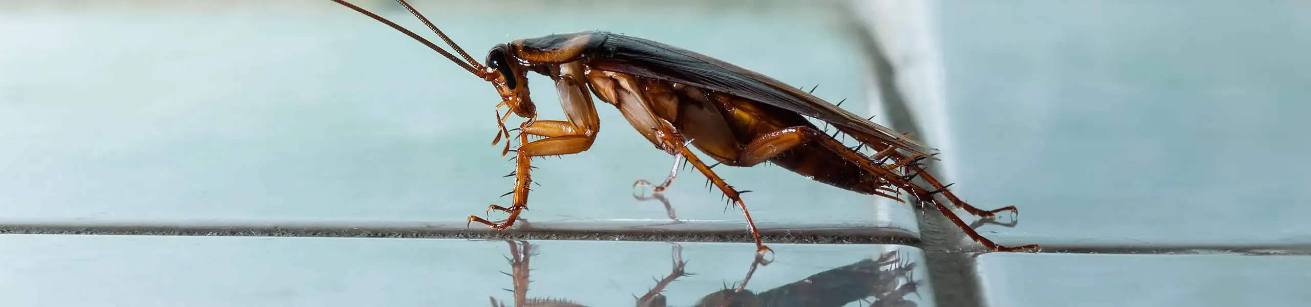 Closeup of a cockroach with blue background | Batzner Pest Control serving Wisconsin