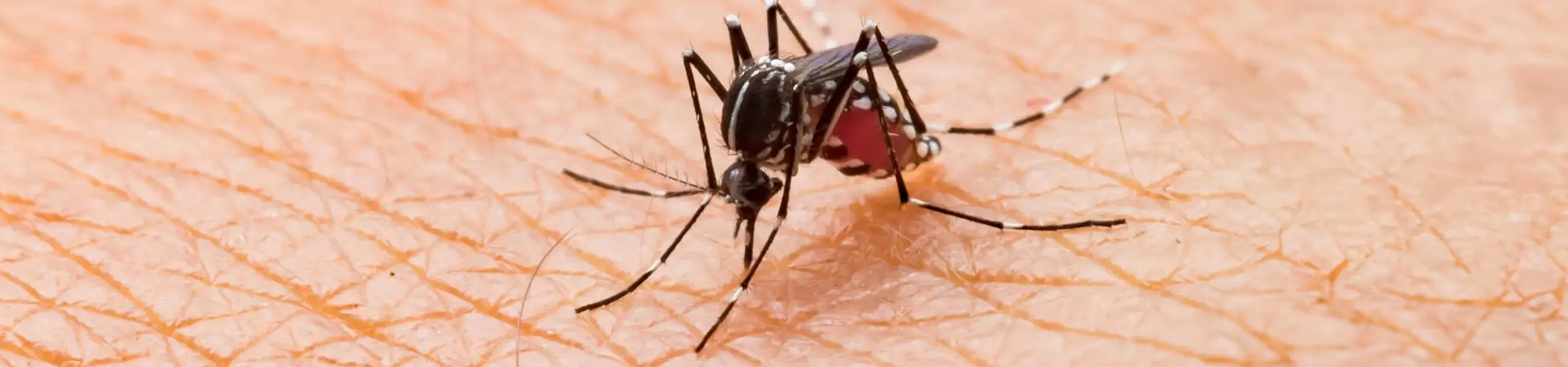 Closeup of a mosquito biting a person's hand | Batzner Pest Control serving Wisconsin