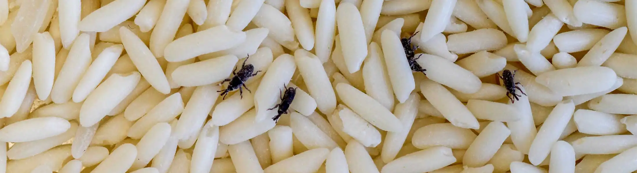 Closeup of Rice Weevils crawling over rice grains | Batzner Pest Control serving Wisconsin