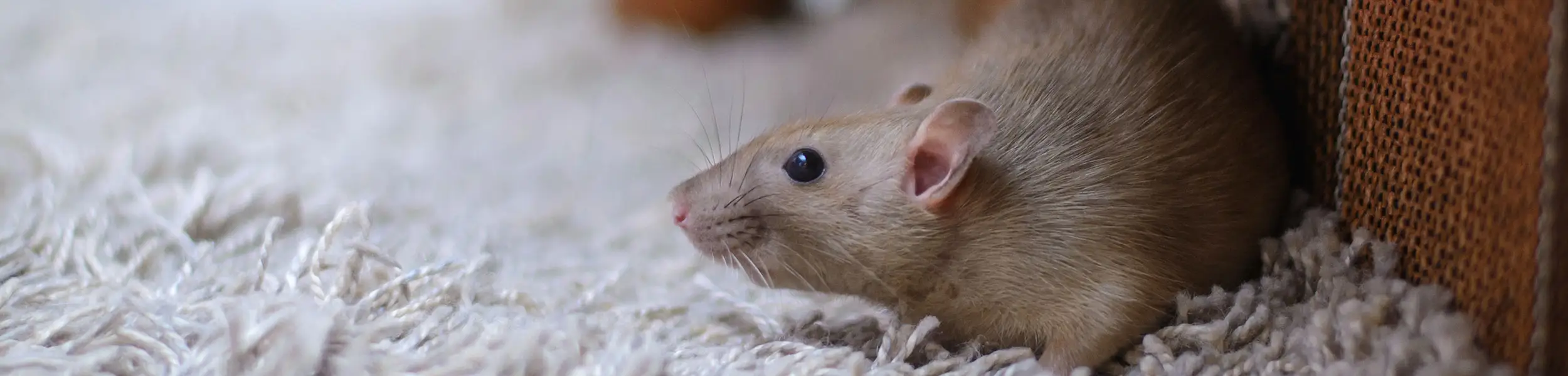 Mouse scrawling over a white shag carpet | Batzner Pest Control serving Wisconsin