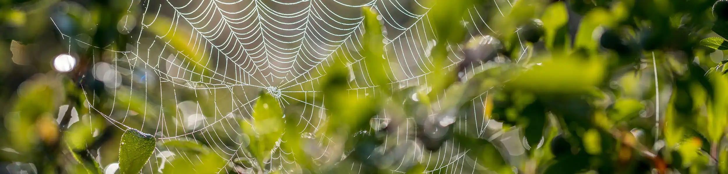 Spider web in a tree | Batzner Pest Control serving Wisconsin