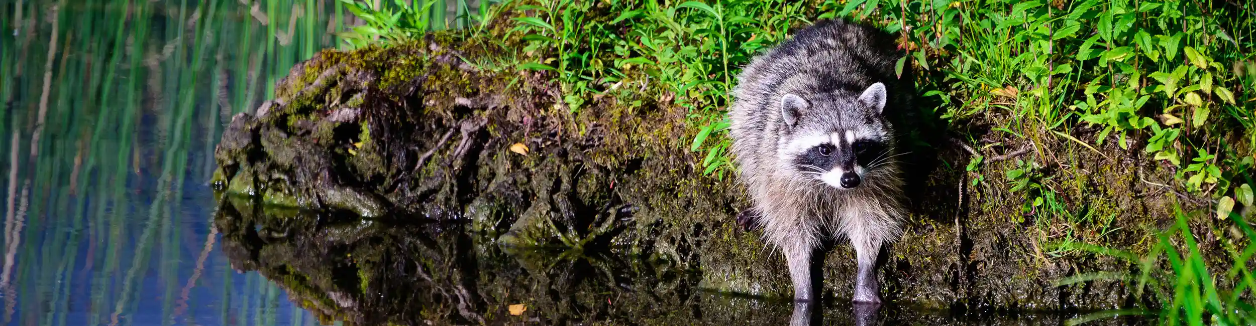 Raccoon sitting at edge of a pond with it's front paws in the water | Batzner Pest Control serving Wisconsin