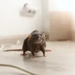 A brown rat facing the camera, standing on a wooden floor indoors. The most effective method of rodent control is prevention procedures that prevent them from entering a structure to begin with.