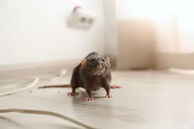 A brown rat facing the camera, standing on a wooden floor indoors. The most effective method of rodent control is prevention procedures that prevent them from entering a structure to begin with.