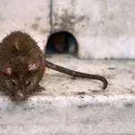 A dirty brown rat perched on a ledge outdoors. There is a hole in the wall behind it. Using rodent exclusion services from Batzner Pest Control, gaps like these can be closed up, keeping rodents out of your building.