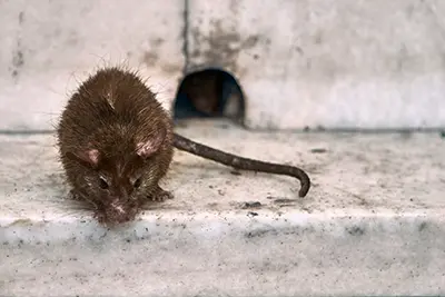 A dirty brown rat perched on a ledge outdoors. There is a hole in the wall behind it. Using rodent exclusion services from Batzner Pest Control, gaps like these can be closed up, keeping rodents out of your building.