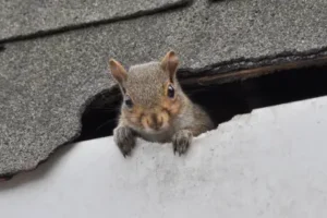 A Squirrel Crawls Outside of a Crack in a Roof During a Winter Snow Storm