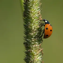 Seven-spotted lady bug, lady beetle, in Wisconsin