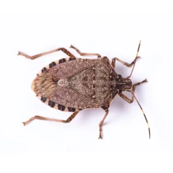 A brown marmorated stink bug on a flat white background. Exterminators from Batzner Pest Control can help with these harmless yet annoying bugs.