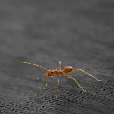 A Crazy Ant on Hard Surface