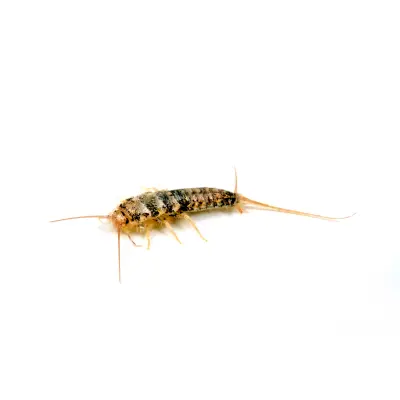 Firebrat on White Background