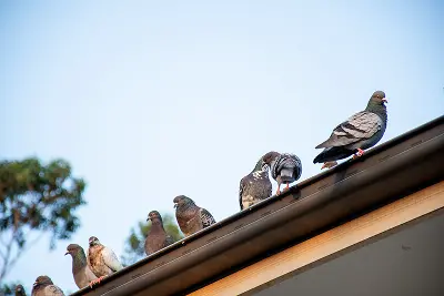 Feral pigeons perched on the roof of a house. Birds can be quite the nuisance on your property, wreaking havoc on buildings and other areas. Contact Batzner Pest Control to get rid of nuisance birds today.