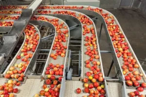 Food Processing Facility with apples on conveyor belts