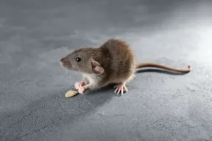 Rodent finds a seed on a food factory floor