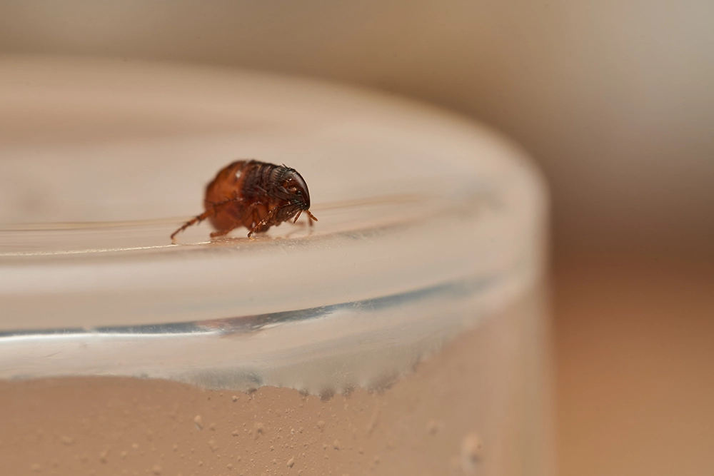 Preparing for Flea Treatment in your area